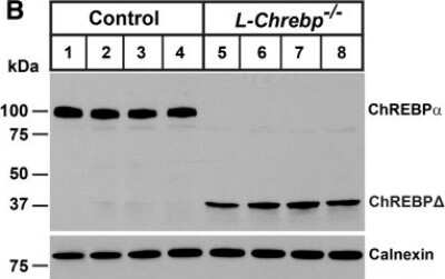 Knockout Validated: CHREBP Antibody - BSA Free [NB400-135]